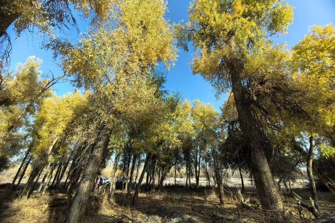 Ganjiahu Haloxylon Forest